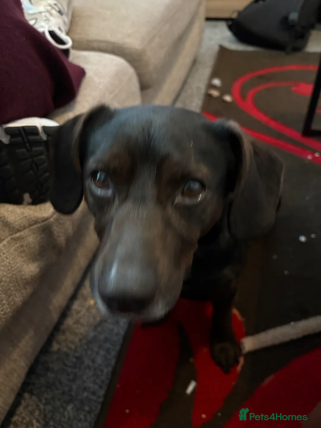 Mixed Breed dogs for sale: Buddy the 3 year old mix breed in Ashton-under-Lyne - Advert 1