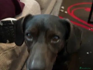 Mixed Breed dogs Buddy the 3 year old mix breed - Advert 1