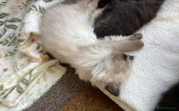 Ragdoll cats for sale: Adorable Ragdoll Kittens - Image 33