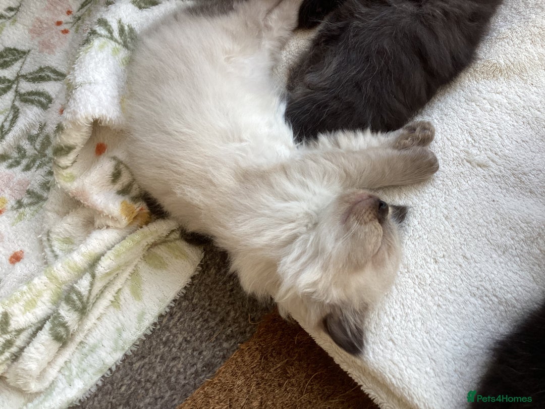 Ragdoll cats for sale: Adorable Ragdoll Kittens - Image 33