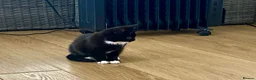 Mixed Breed cats for sale: Beautiful black & white kittens ready to go!  - Advert 14