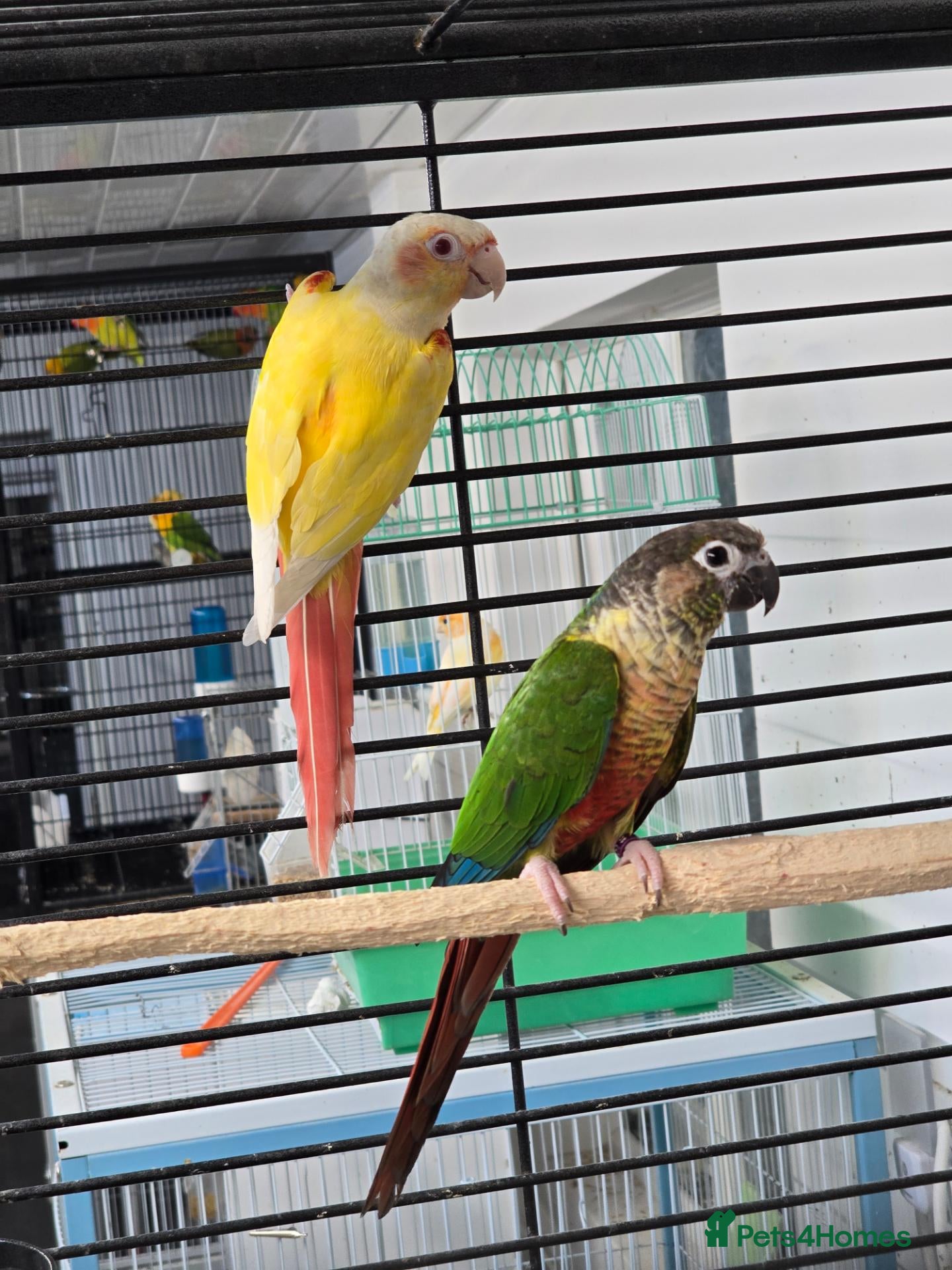 Conures birds Lutino conure proven pair - Advert 1