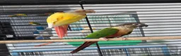 Conures birds for sale: Lutino conure proven pair - Advert 1
