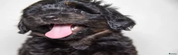 Havapoo dogs for sale: 3 Havapoo. 5 star breeder. - Advert 5