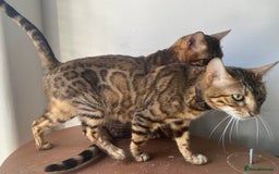 Bengal cats for sale: 3 Adult bengals for sale - Image 1