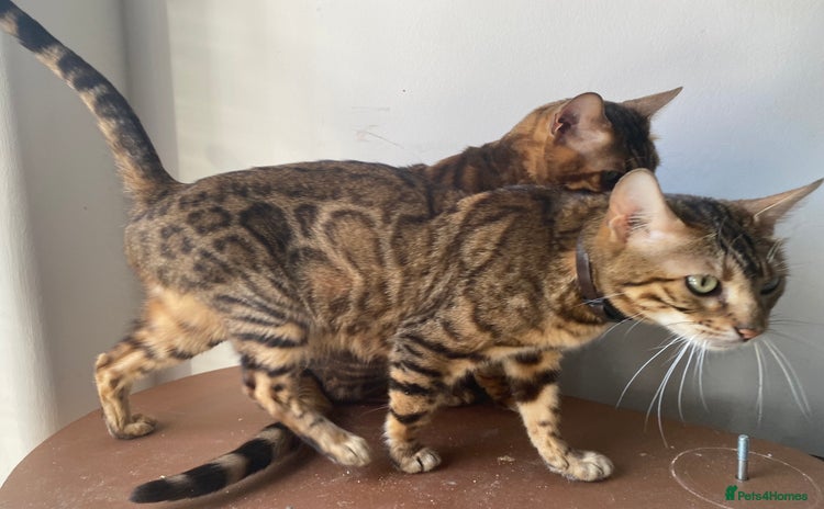 Bengal cats - Advert 6