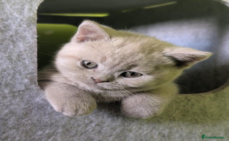 British Shorthair cats - Advert 3