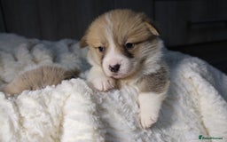 Welsh Corgi Pembroke dogs for sale: Naturally bobbed unique babies - Image 5