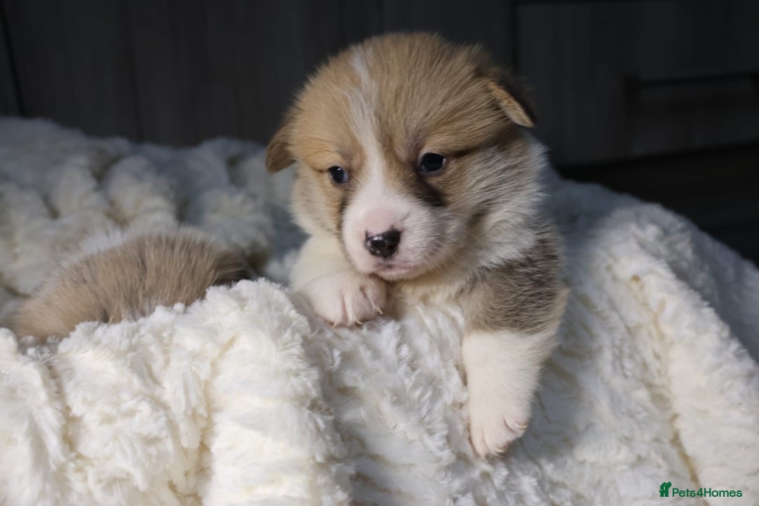 Welsh Corgi Pembroke dogs for sale: Naturally bobbed unique babies - Image 5