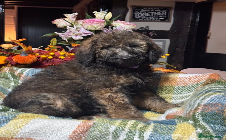 Bernedoodle dogs 2 left tri colour bernedoodle puppies girls only  - Advert 1