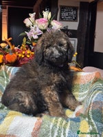 Bernedoodle dogs 2 left tri colour bernedoodle puppies girls only - Advert 6