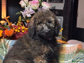 Bernedoodle dogs 2 left tri colour bernedoodle puppies girls only - Advert 1