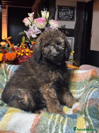 Bernedoodle dogs 2 left tri colour bernedoodle puppies girls only - Advert 1