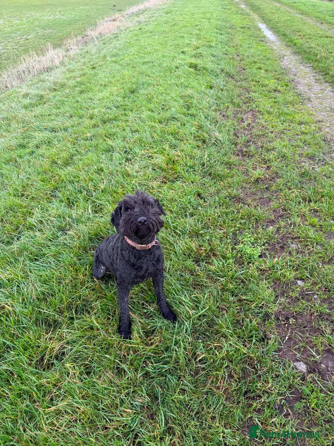 Sproodle dogs for sale: 3 year old small male sproodle for sale  - Advert 2