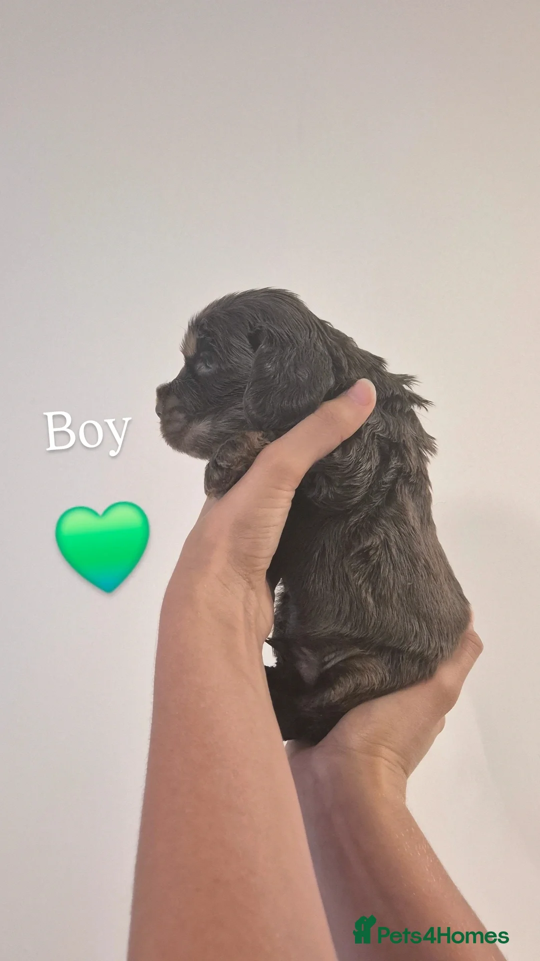 Cocker Spaniel dogs for sale: Kc show cocker spaniel puppies - Image 5