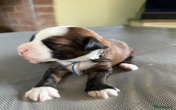 Tibetan Terrier dogs for stud: Tibetan Terrier for Stud Duties - Image 13