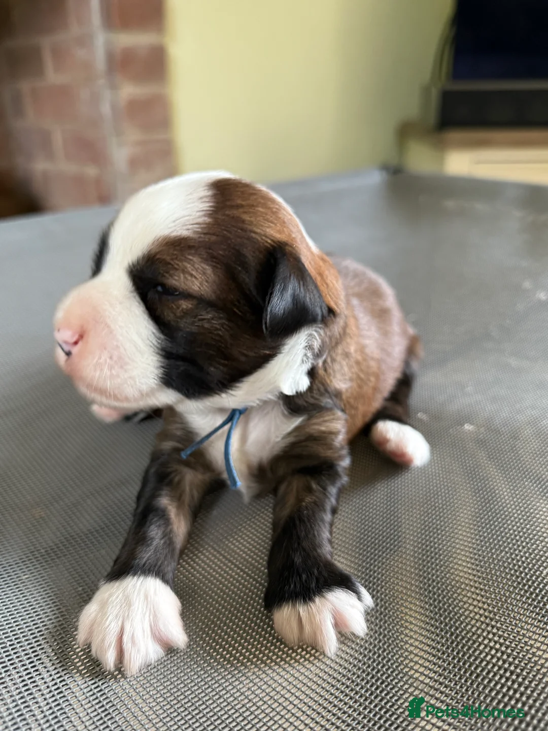 Tibetan Terrier dogs for stud: Tibetan Terrier for Stud Duties - Advert 12