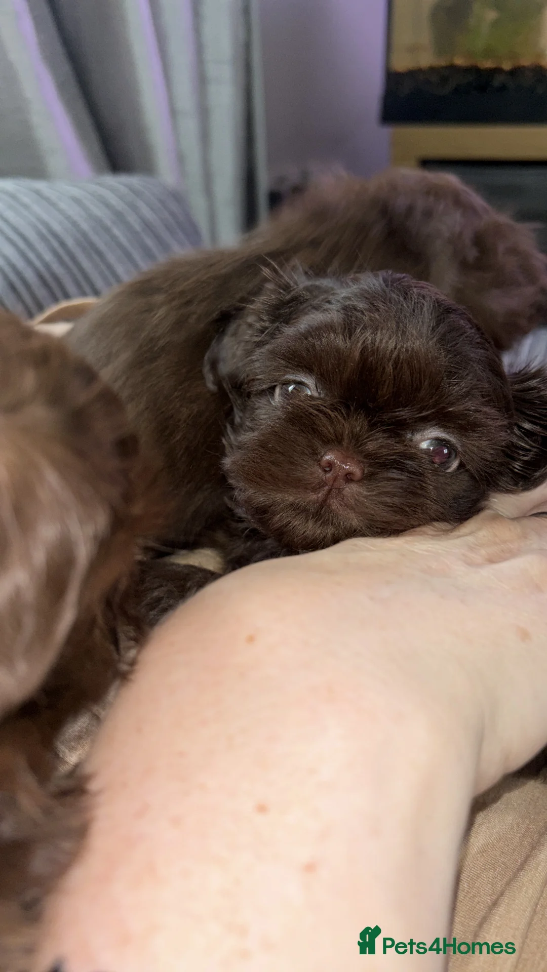 Shih Tzu dogs for sale: Chocolate brown imperial shitzu pups for sale - Advert 3