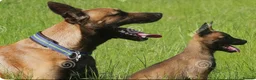 Belgian Shepherd Dog dogs for sale: Belgian malinois  - Advert 2
