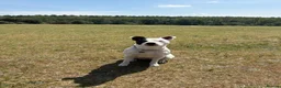 Mixed Breed dogs for sale: Finding a new home for our gorgeous Ruby. in Southampton - Advert 9