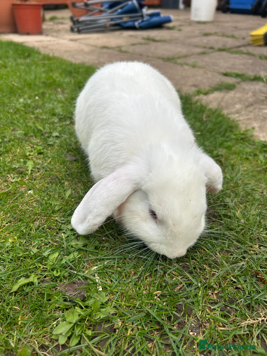 English rabbits for sale:  lop mixed  - Image 4