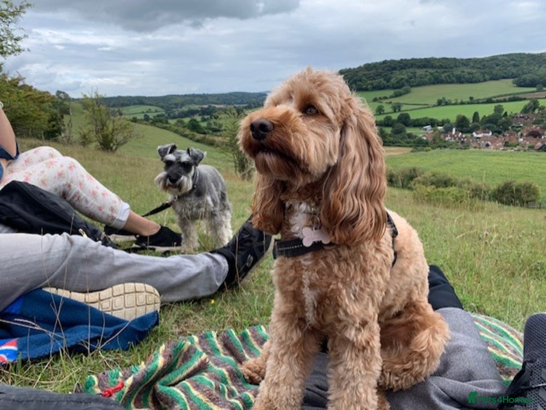 Cockapoo dogs for sale: Welcome to Cotswold Cavapoos and Cockapoos - Advert 25