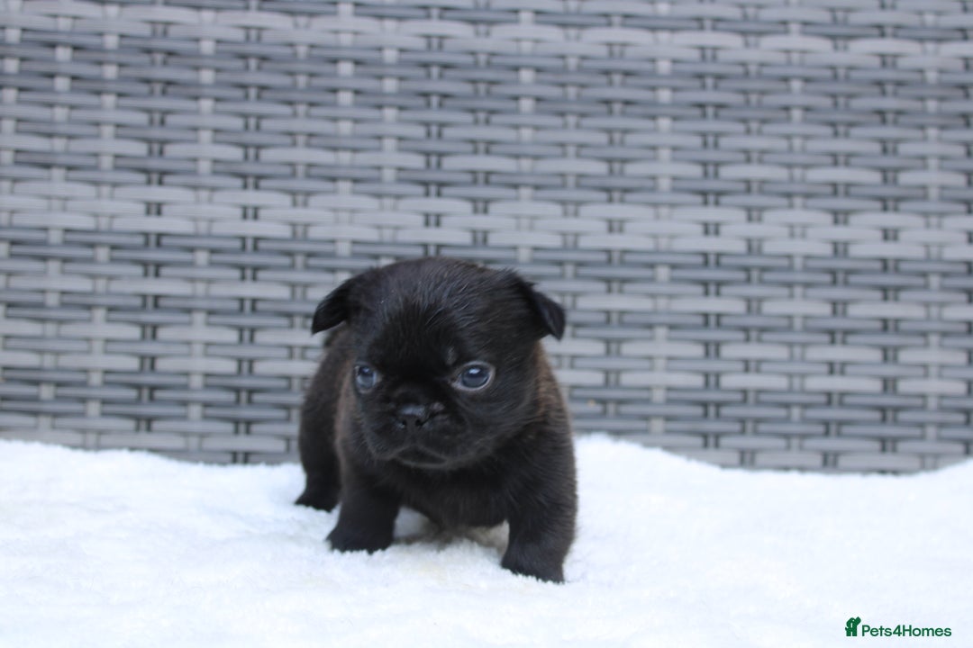 Mixed Breed dogs for sale: French bulldog X imperial shih tzu  - Image 23