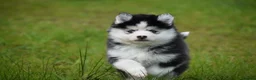Pomsky dogs for sale: F4 Genuine Pomskies from health tested parents - Advert 12