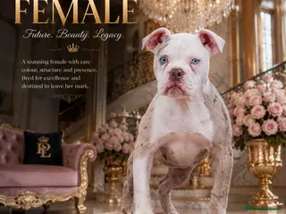 Olde English Bulldogge dogs 23❤️YEARS❤️5⭐️RATED❤️LICENSED❤️PROFESSIONALS❤️ - Advert 2