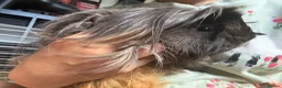 Guinea Pig rodents for sale: 2x female Guineapigs - 1 years old  - Advert 4