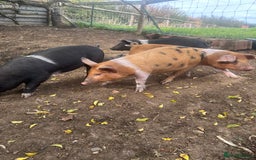 Pig livestock for sale: Saddleback x Tamworth piglets  - Image 4