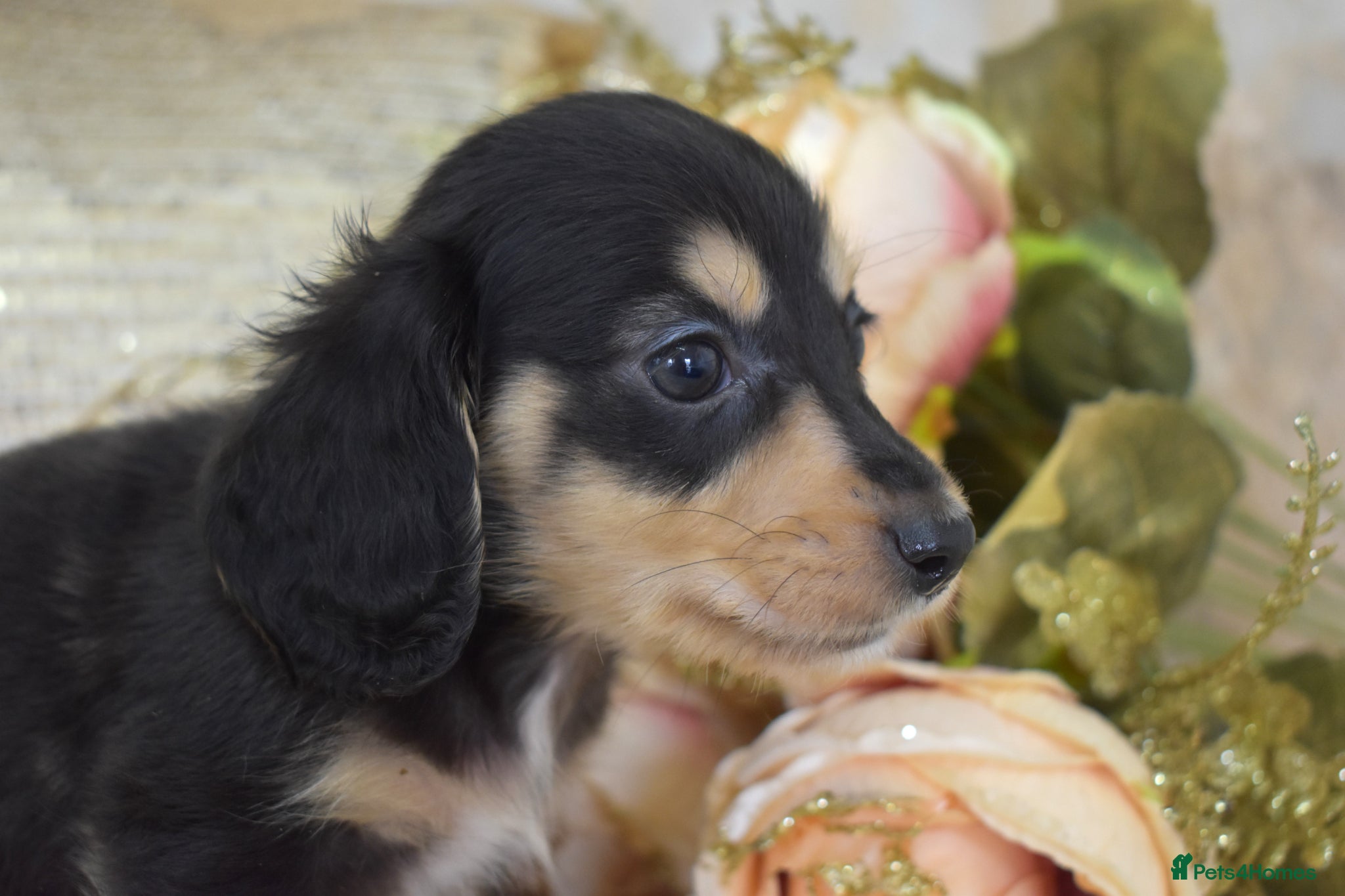 Miniature Dachshund dogs KC Long Coat Miniature Dachshund Puppies - Advert 1