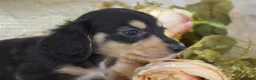 Miniature Dachshund dogs for sale: KC Long Coat Miniature Dachshund Puppies - Advert 1
