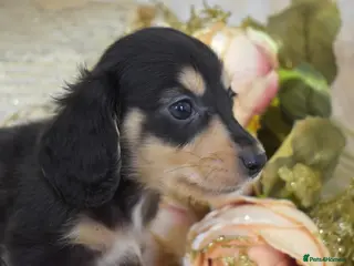 Miniature Dachshund dogs for sale: KC Long Coat Miniature Dachshund Puppies - Advert 2
