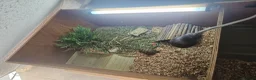 Hermann Tortoise reptiles for sale:  male tortoises  - Advert 2