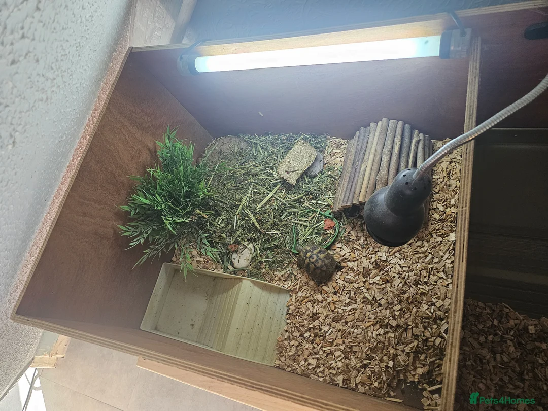 Hermann Tortoise reptiles for sale:  male tortoises  - Advert 2