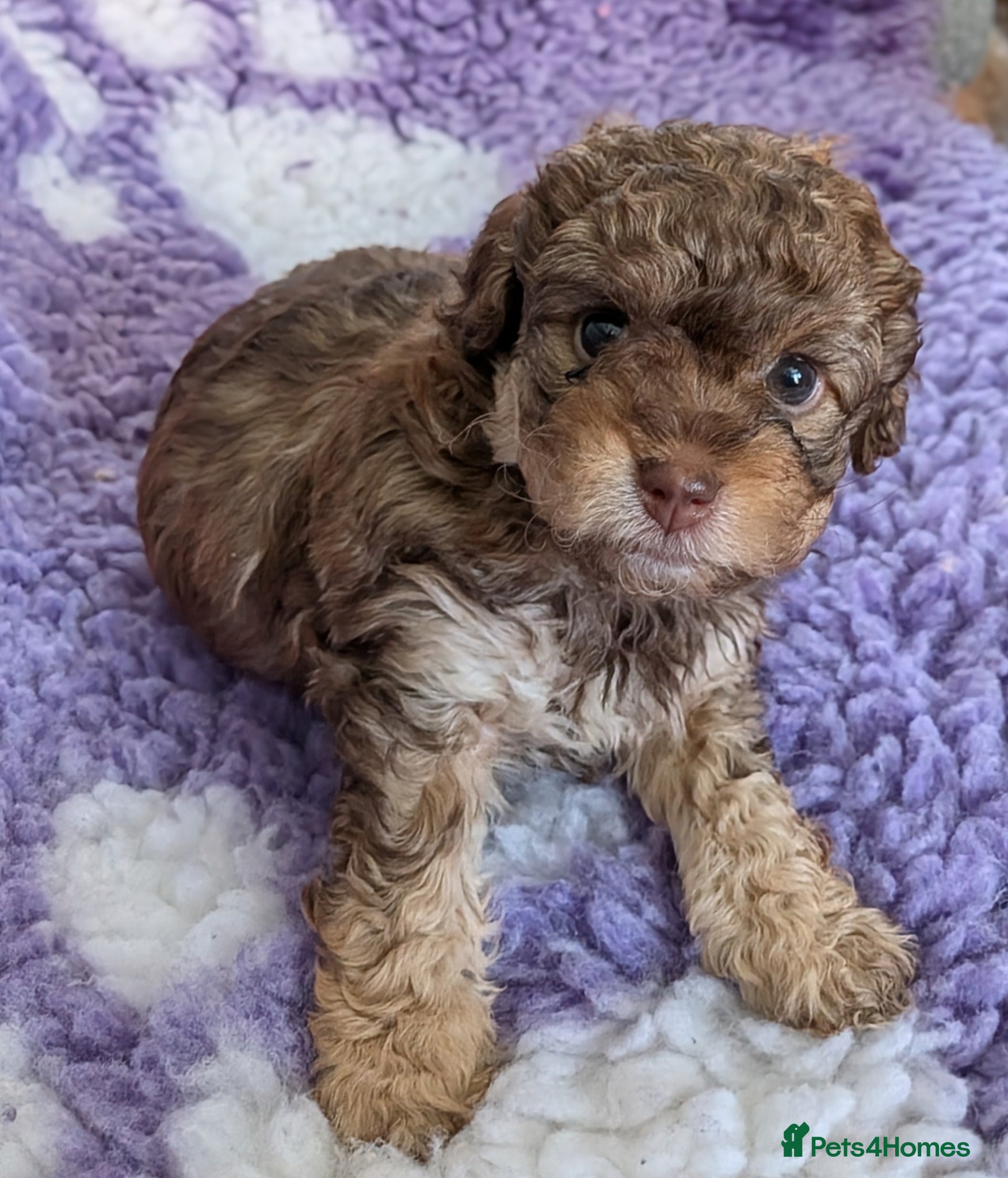 Maltipoo dogs 4 female Maltipoo pups for sale - Advert 2
