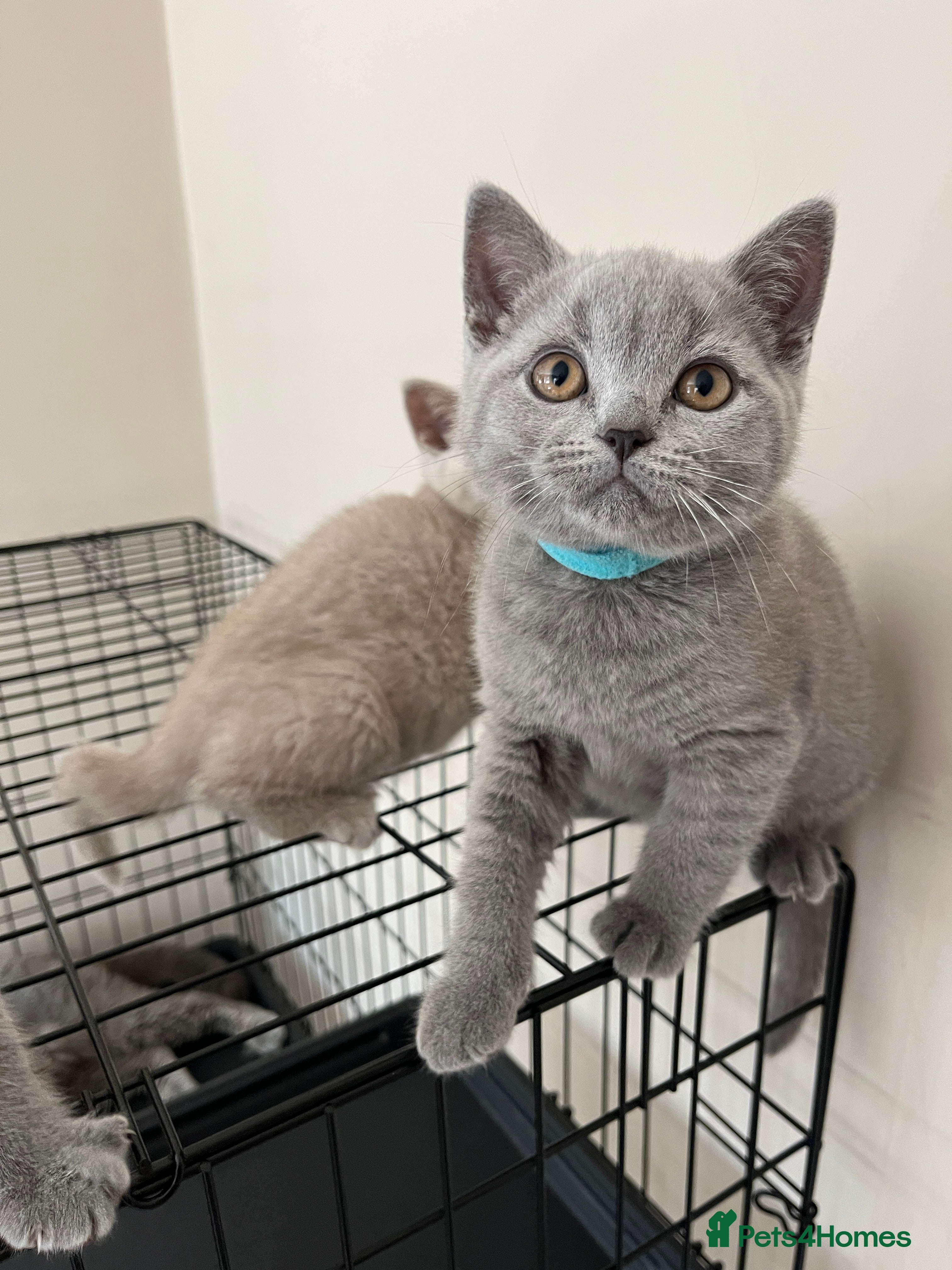 British Shorthair cats Lilac & Blue BSH’s GCCF available this week 🩵💜 - Advert 2