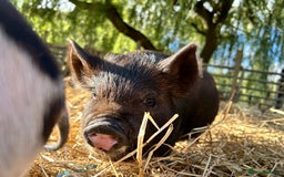 Pig livestock for sale: Kunekune Pigs  - Advert 3