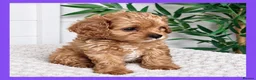 Cavapoo dogs for sale: Gorgeous cavapoo puppies from DNA tested parents - Advert 3