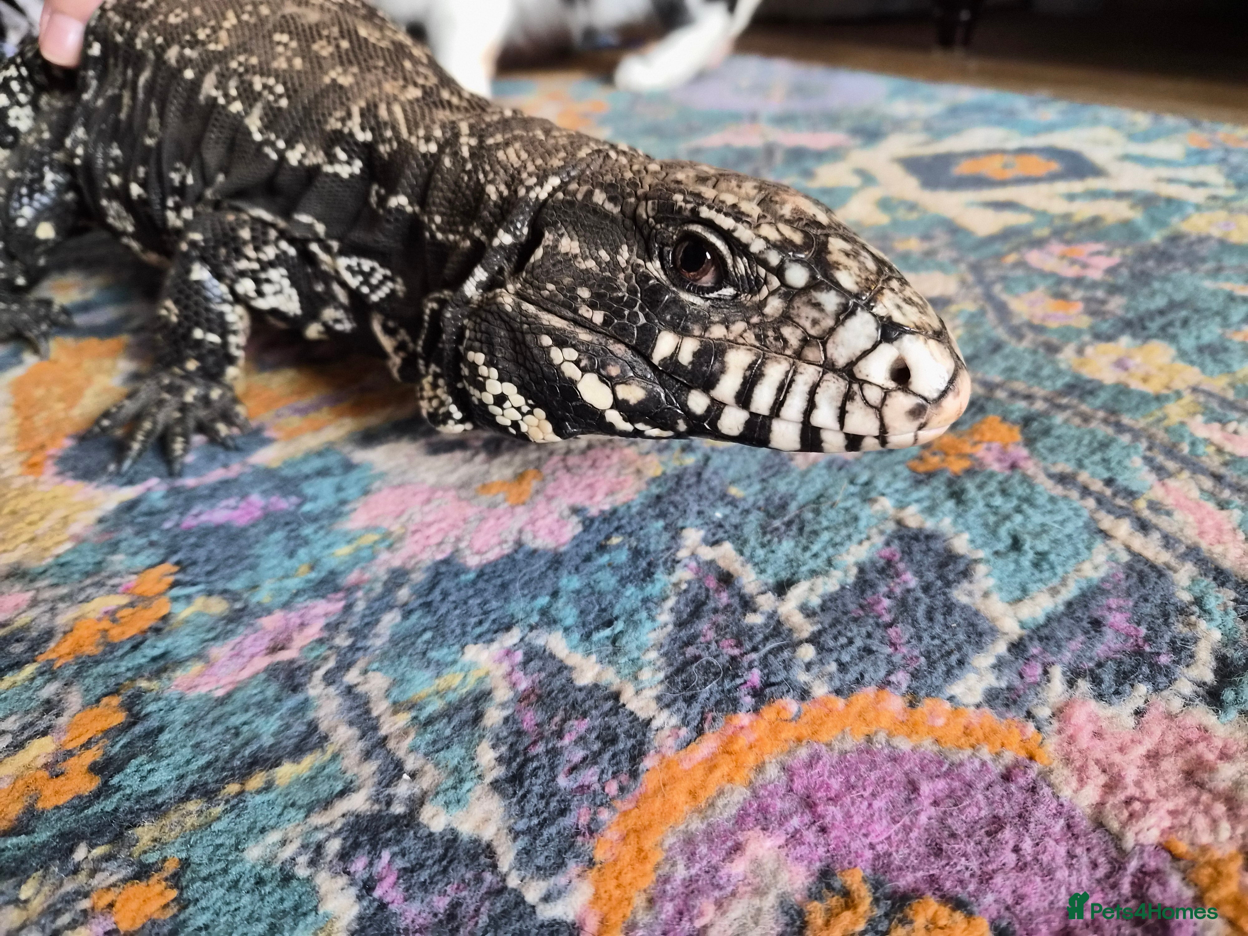 Lizard reptiles Argentine Black & White Tegu - Advert 1