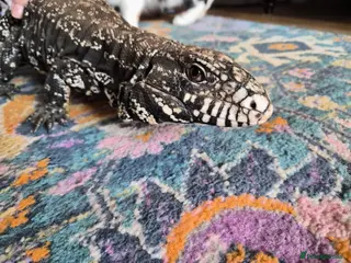 Lizard reptiles Argentine Black & White Tegu - Advert 12