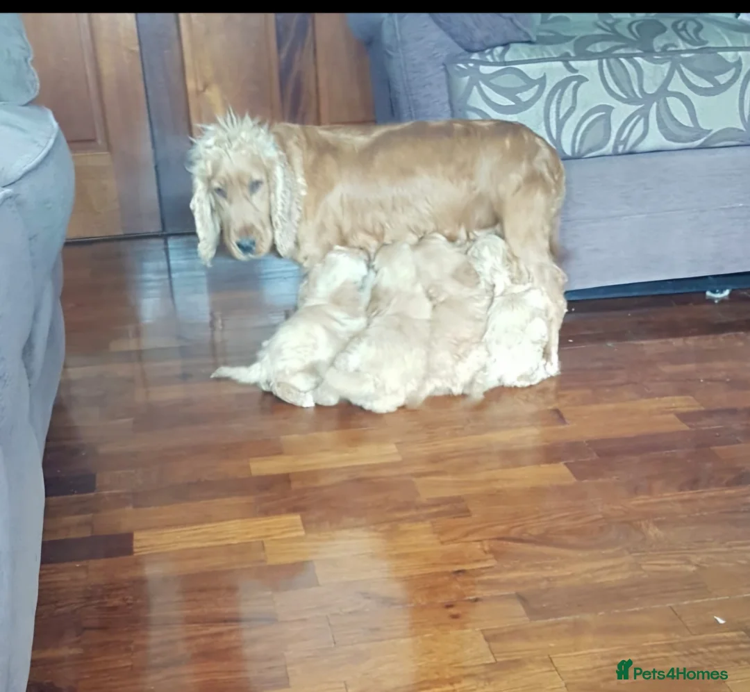 Cockapoo dogs for sale: F1 Cockapoos  - Advert 6