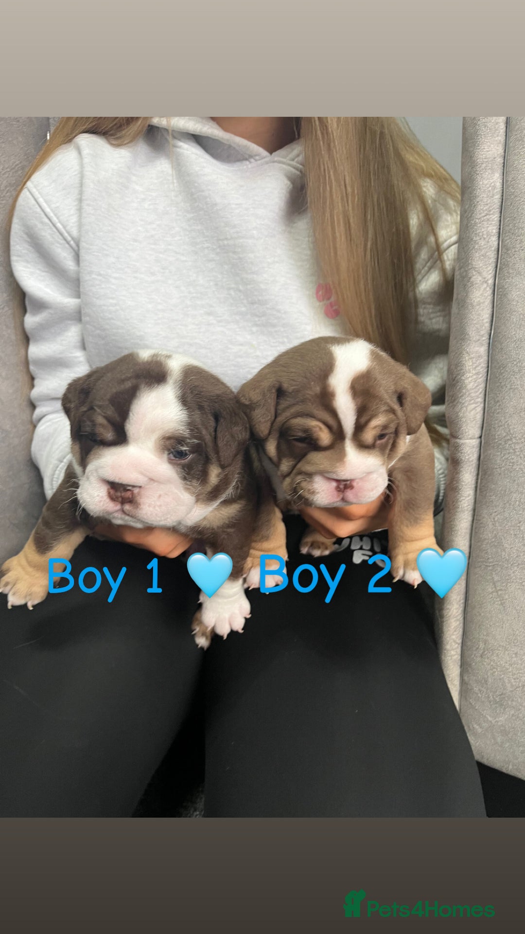 English Bulldog dogs for sale: 🐶 KC Registered English Bulldog Puppies 🐶 - Image 11