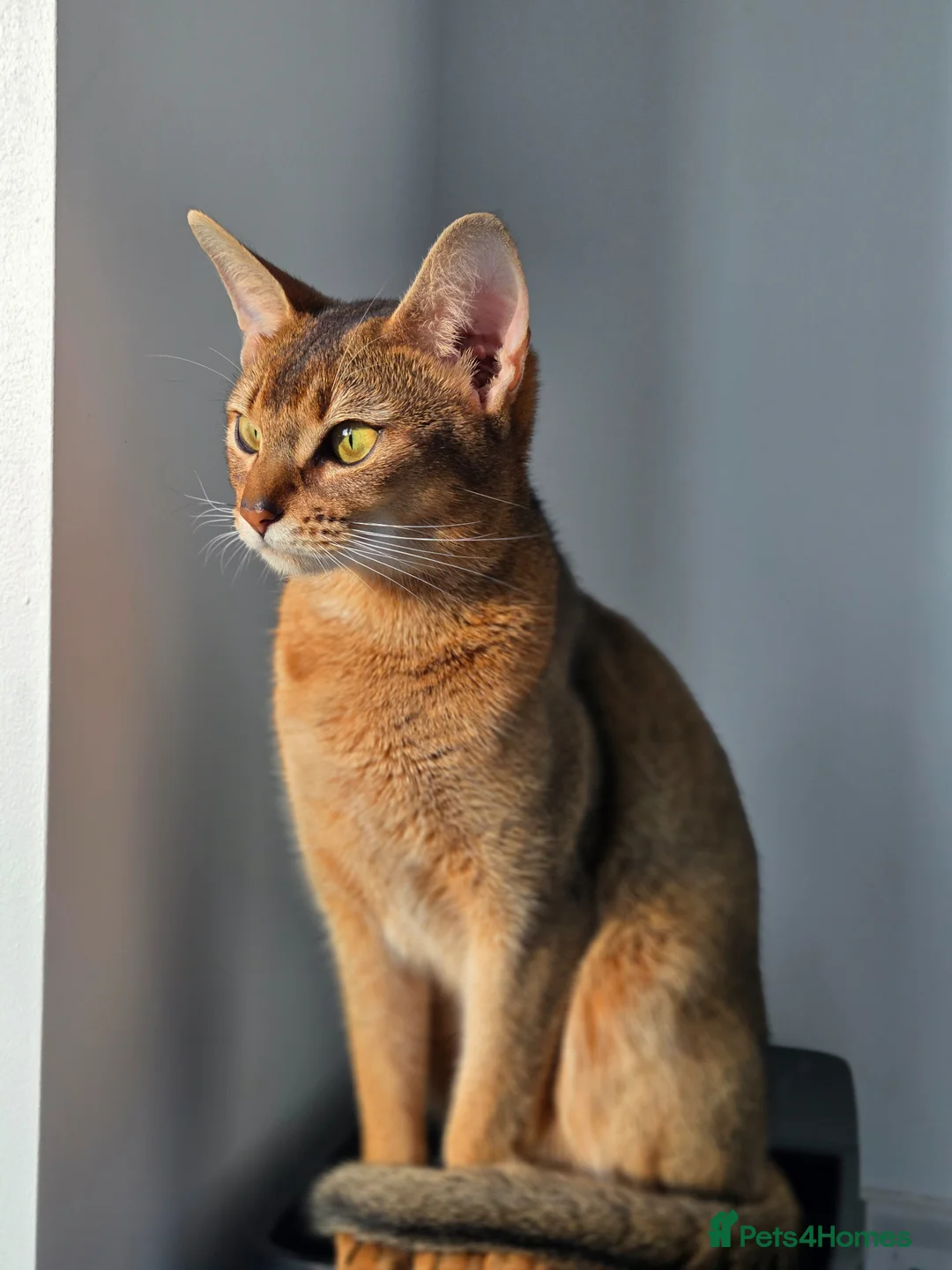 Abyssinian cats for sale: ✨ Beautiful Abyssinian Female – TICA Registered ✨ - Advert 1