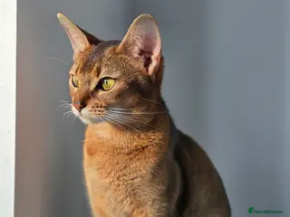 Abyssinian cats ✨ Beautiful Abyssinian Female – TICA Registered ✨ - Advert 3