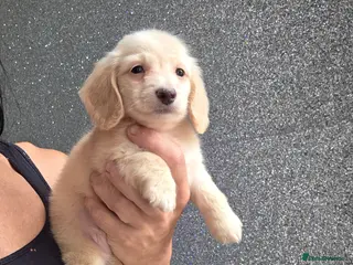 Miniature Dachshund dogs Cream male miniature Dachshund males - Advert 10