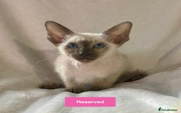 Oriental cats for sale: Gorgeous Oriental & Siamese kittens available - Image 5