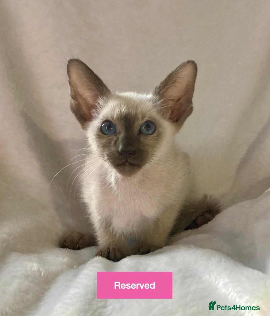 Oriental cats for sale: Gorgeous Oriental & Siamese kittens available - Image 5