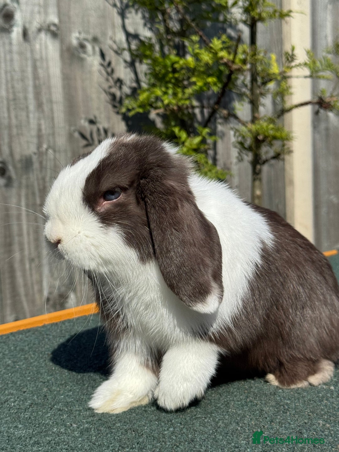 Mini Lop rabbits for sale: Mini lop for sale  - Image 8